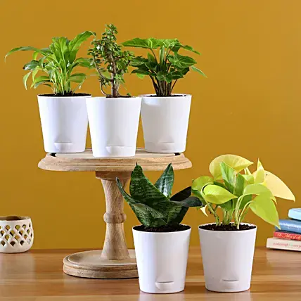 online plant delivery